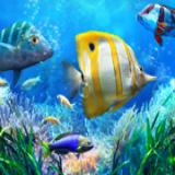 Let's Fish: Câu cá