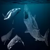 Cá Mập Sharks 3D